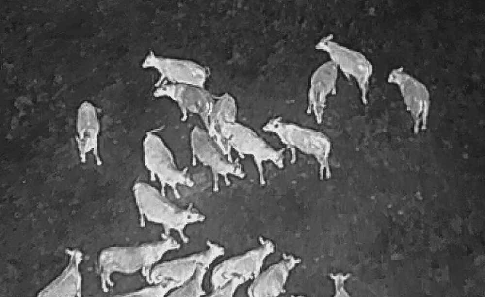 Infrared image of a herd of cows standing together on a dark field at night.