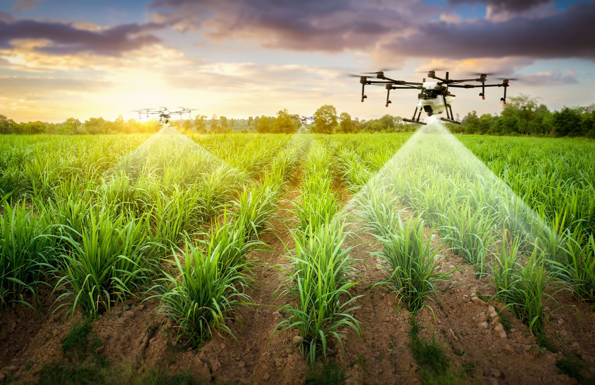 Attractive farmers bring a drone over farmland with soil moisture monitoring Yield problems and send information to smart farmers.