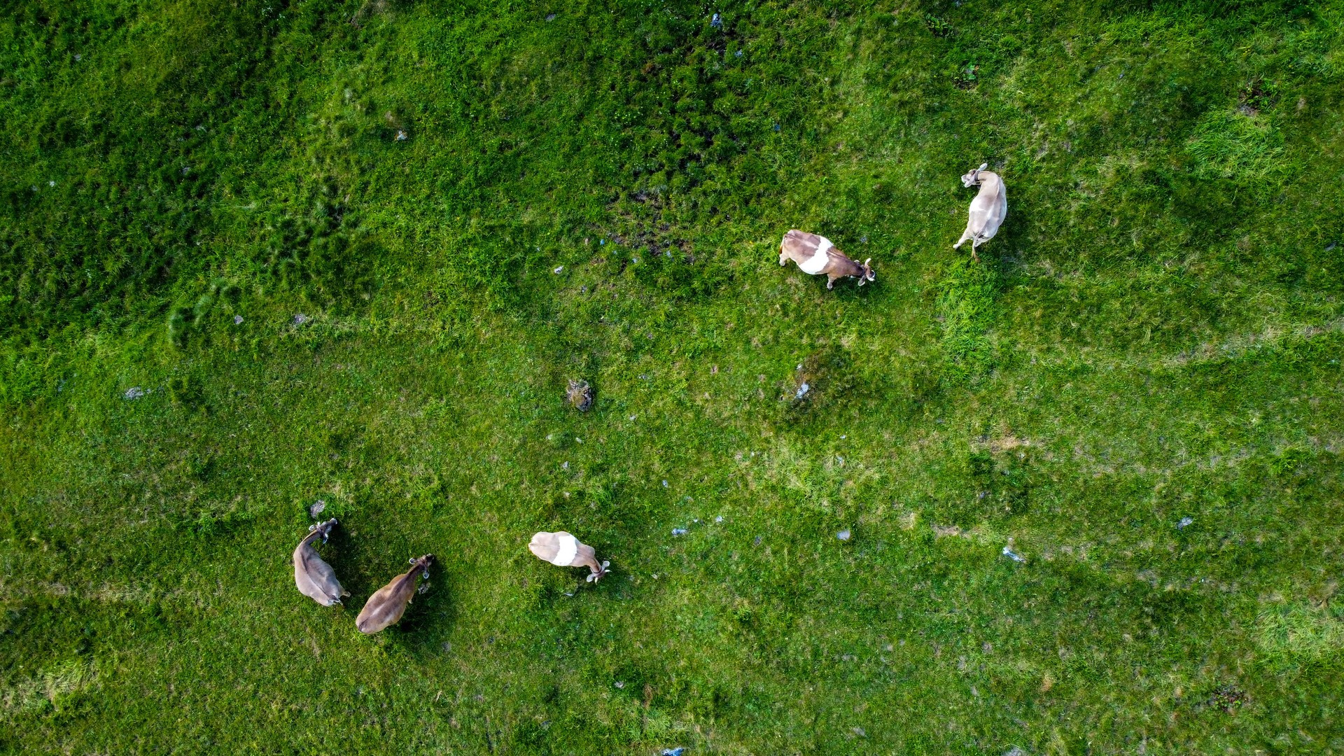 Drone photo of cowns in the green pasture
