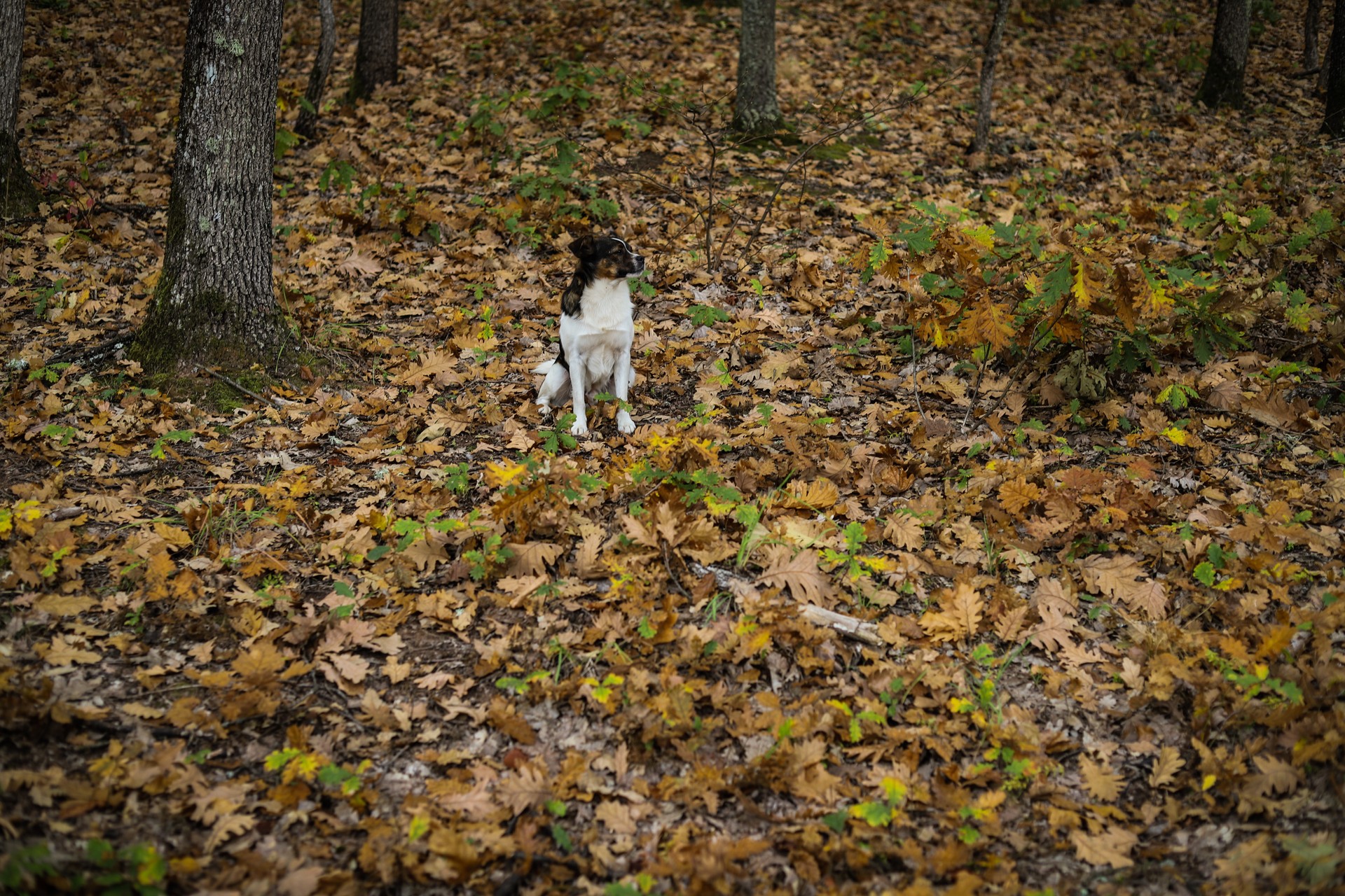 Pets in nature