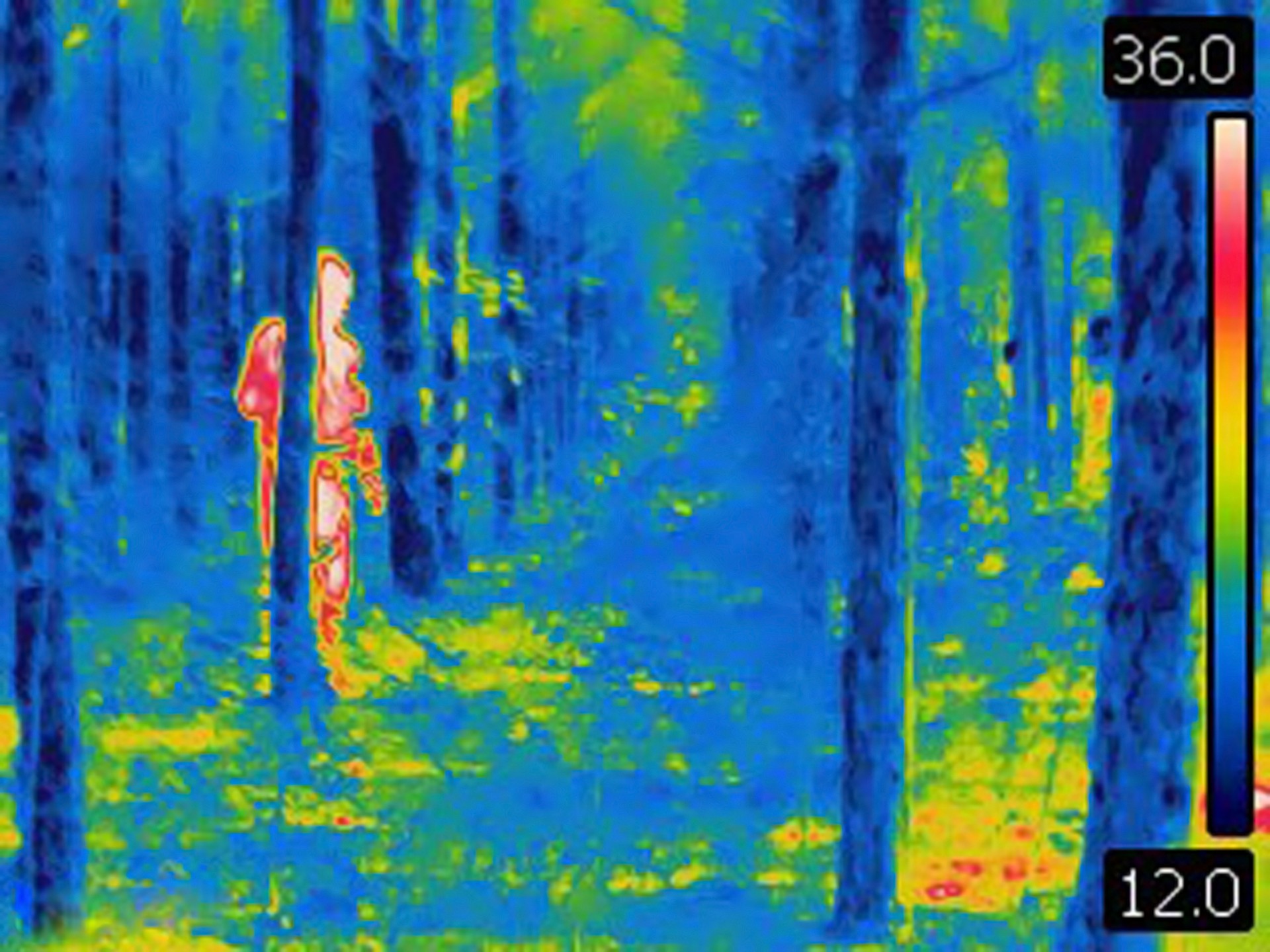 Thermal image of man hiding behind tree in the woods.